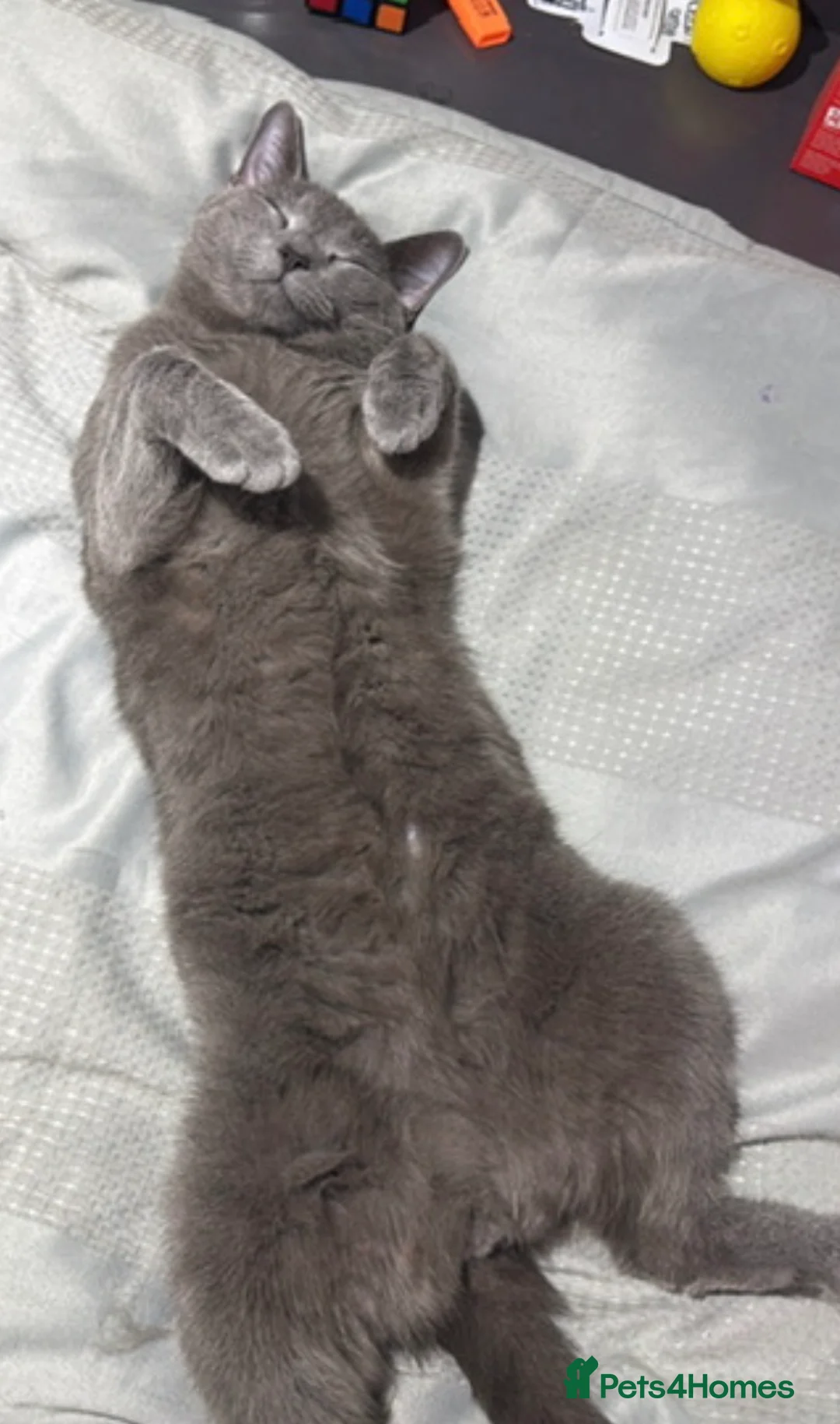 Russian Blue cats for sale: Beautiful Russian blue male cat - Advert 3
