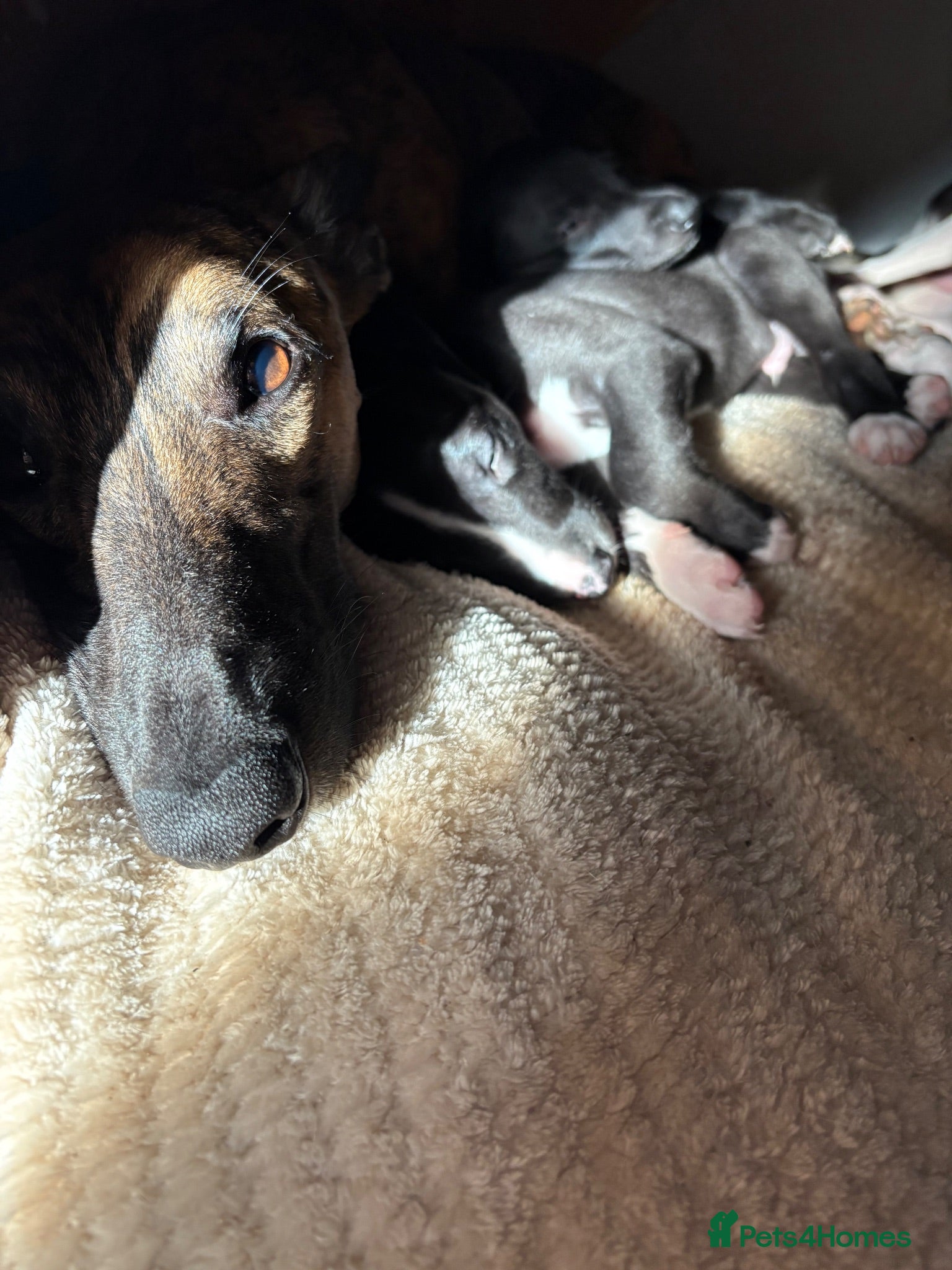 Whippet dogs KC reg Whippet Puppy 🐶  - Advert 1