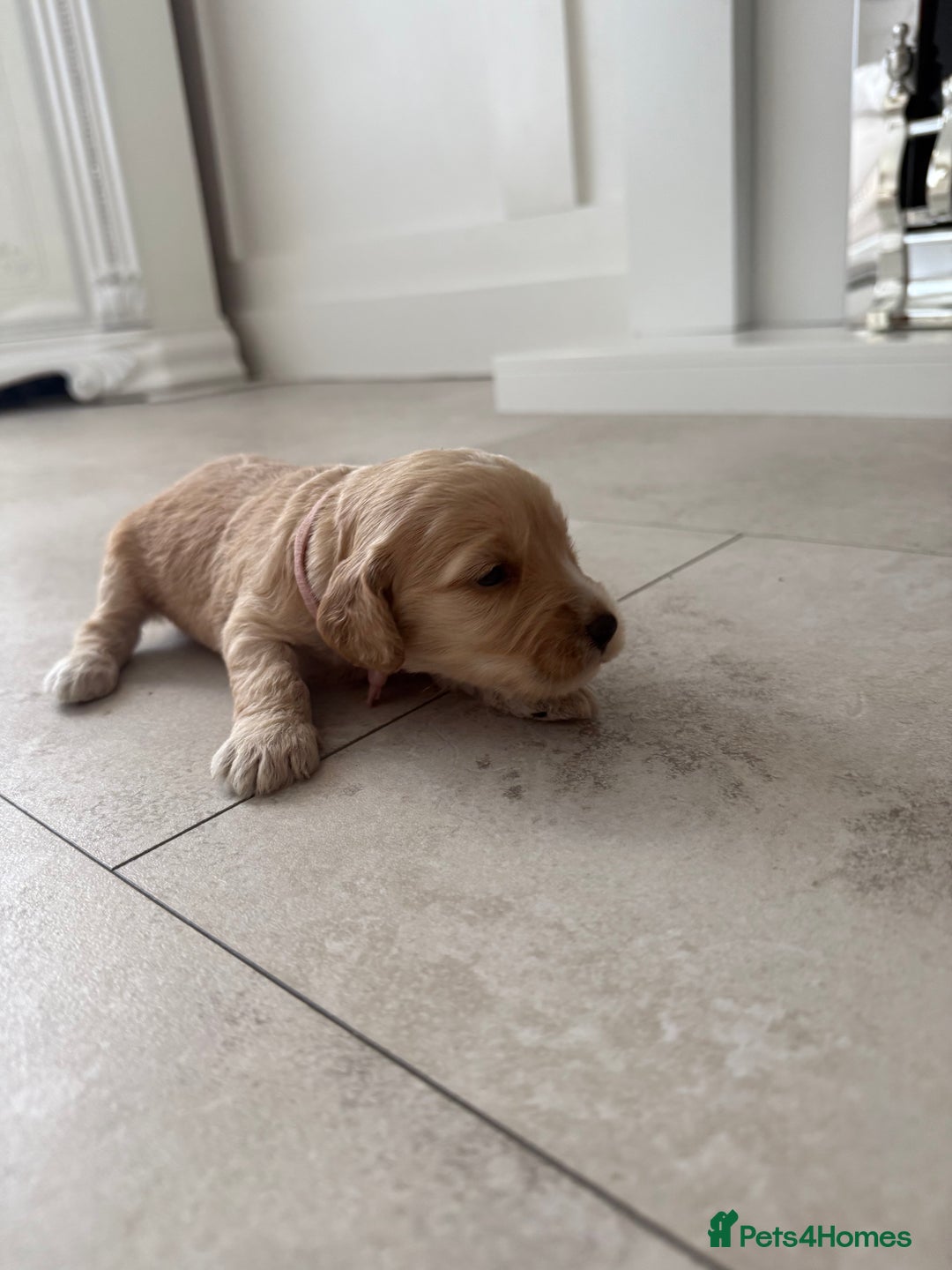 Cockapoo dogs for sale: 8 beautiful F1 cockapoo puppies - Image 8