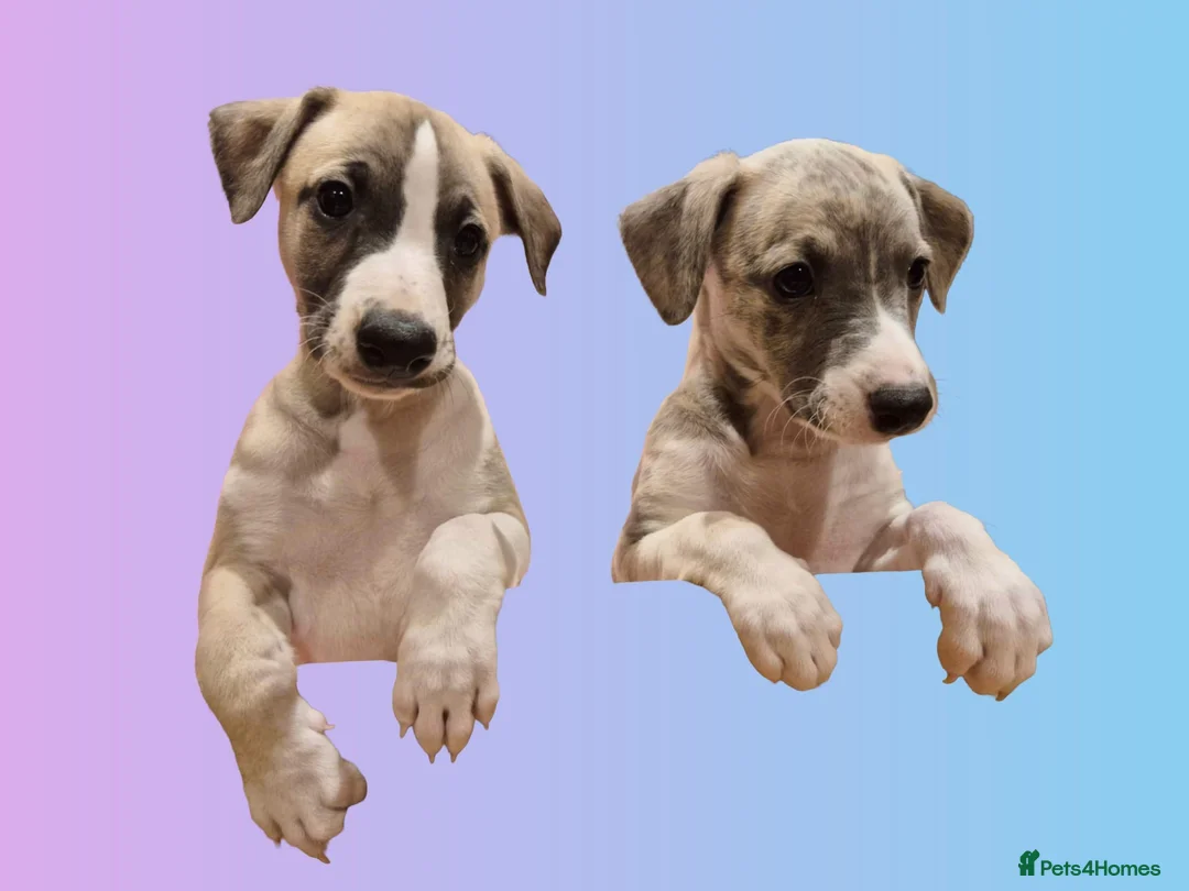 Whippet dogs for sale: Great quality Whippet puppies for sale - Advert 30