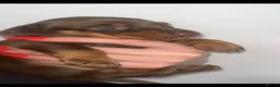 Dachshund dogs for sale: Choclate tri dashund full size  - Advert 3