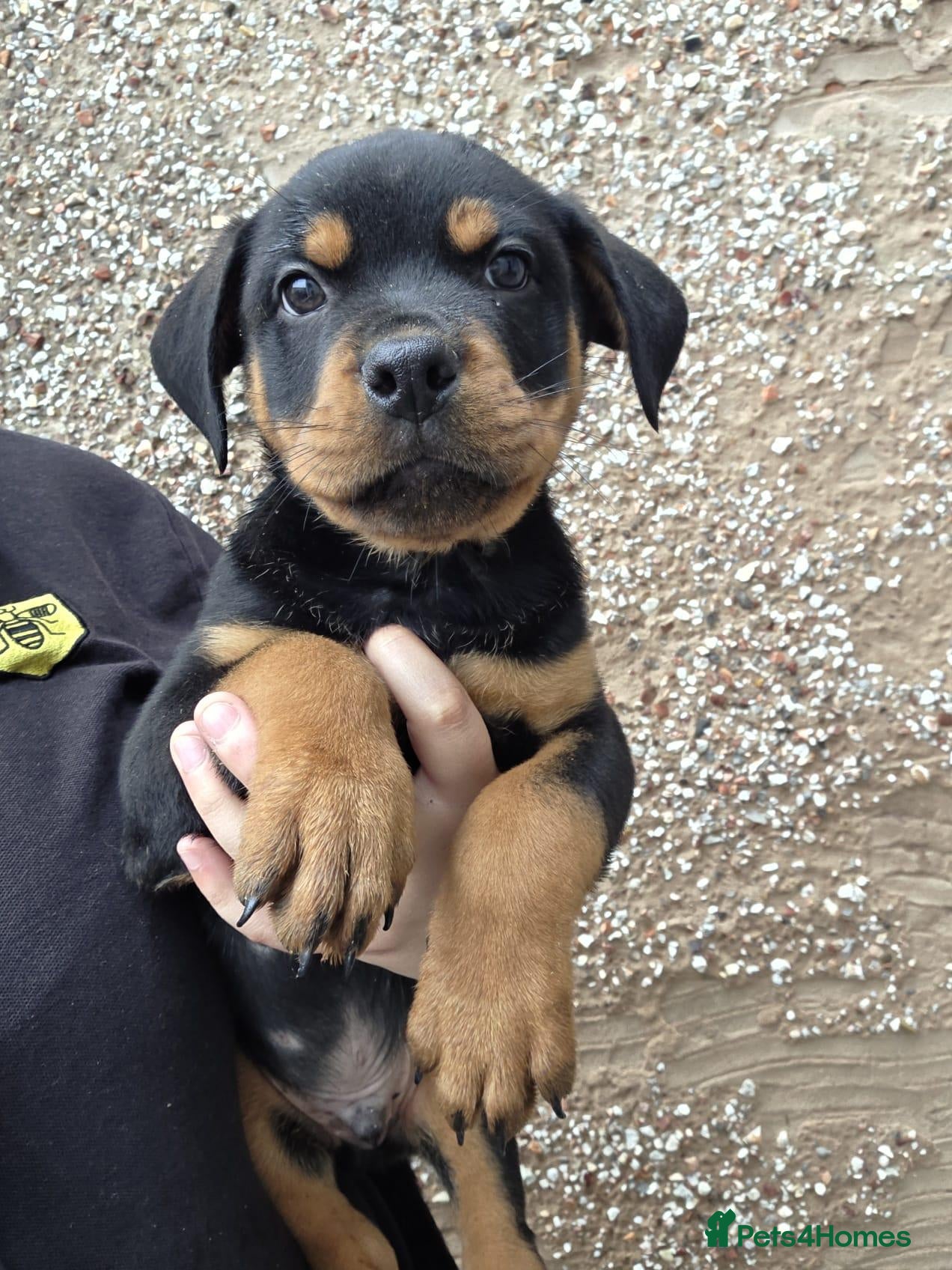 Rottweiler dogs Rottweiler - Advert 2