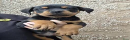 Rottweiler dogs for sale: 🐶 Beautiful Rottweiler Puppies - Advert 13
