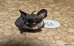 Sphynx cats for sale: 2 girls & 2 boys for sale  - Advert 6