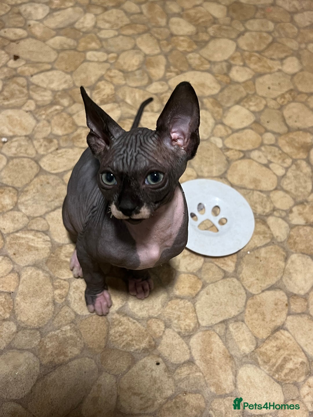 Sphynx cats for sale: 2 girls & 2 boys for sale  - Advert 6