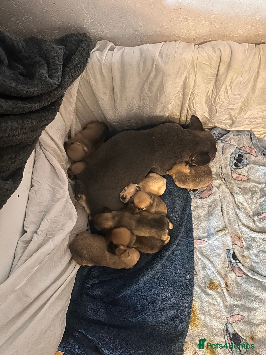 Mixed Breed dogs for sale: puppies  - Image 6