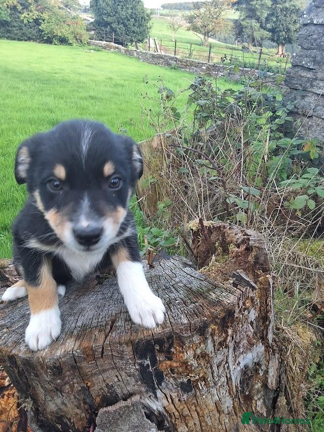 Border Collie dogs *ONLY 1 LEFT* Adorable border collies - Advert 8