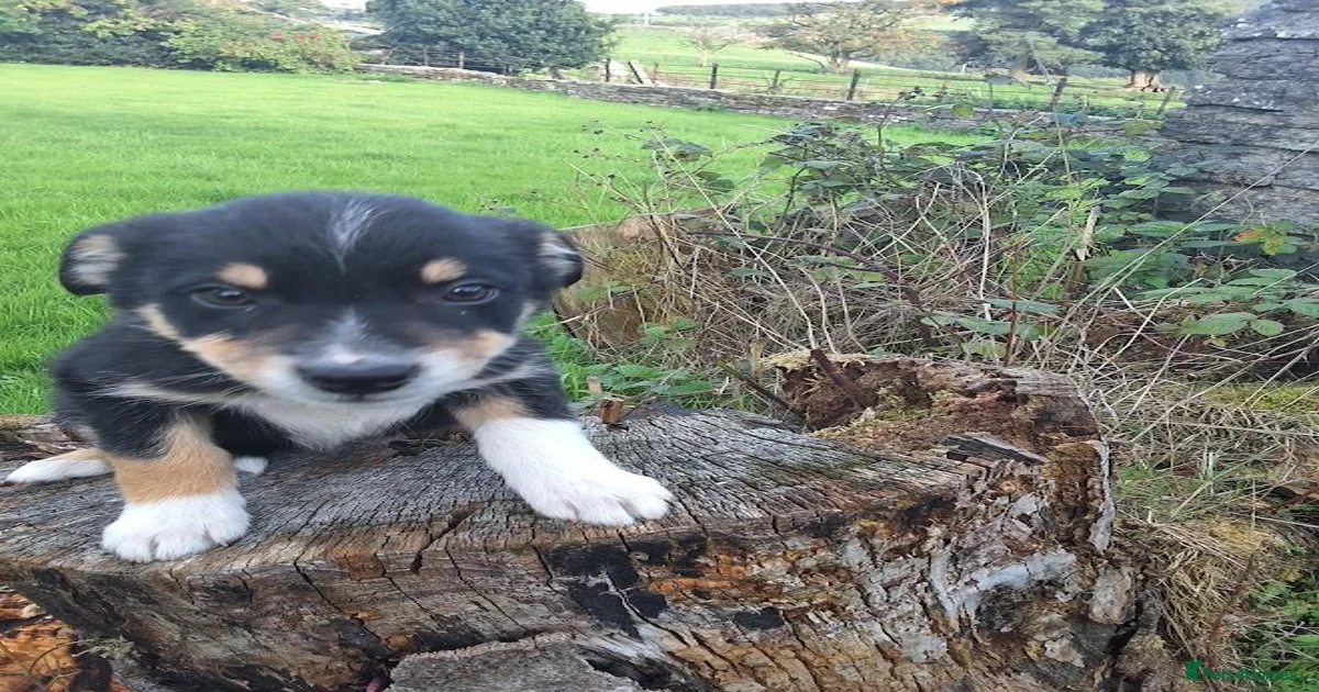 *ONLY 1 LEFT* Adorable border collies for sale in Knighton | Pets4Homes