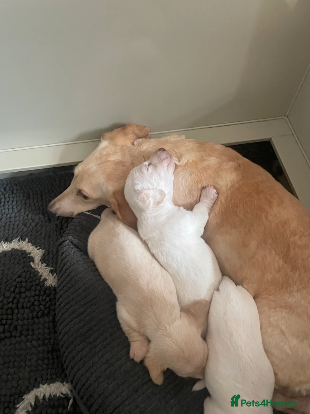 Dachshund dogs for sale: Beautiful litter of Dachshund puppies - Advert 7