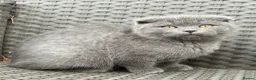 Scottish Fold cats for sale: Scottish fold X BSH - Advert 5
