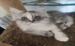 Maine Coon cats for sale: Main Coon kittens for sale  - Advert 14