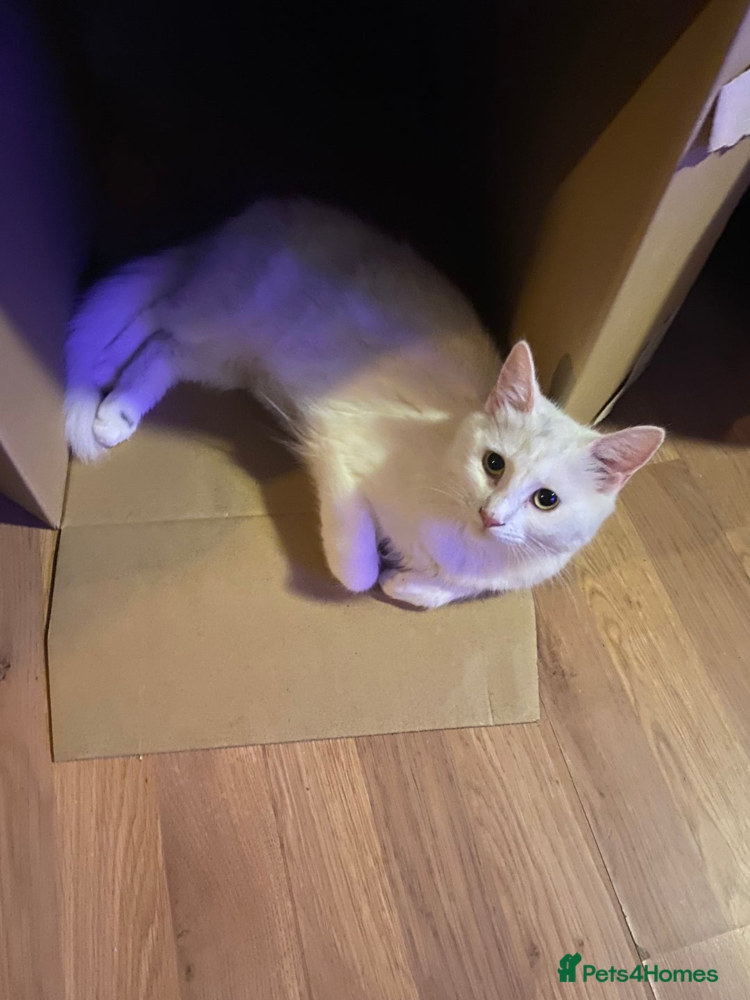 Mixed Breed cats for sale: Last little boy looking for forever home - Advert 2