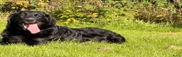 Golden Mountain Dog dogs for sale: Chilli - Advert 3