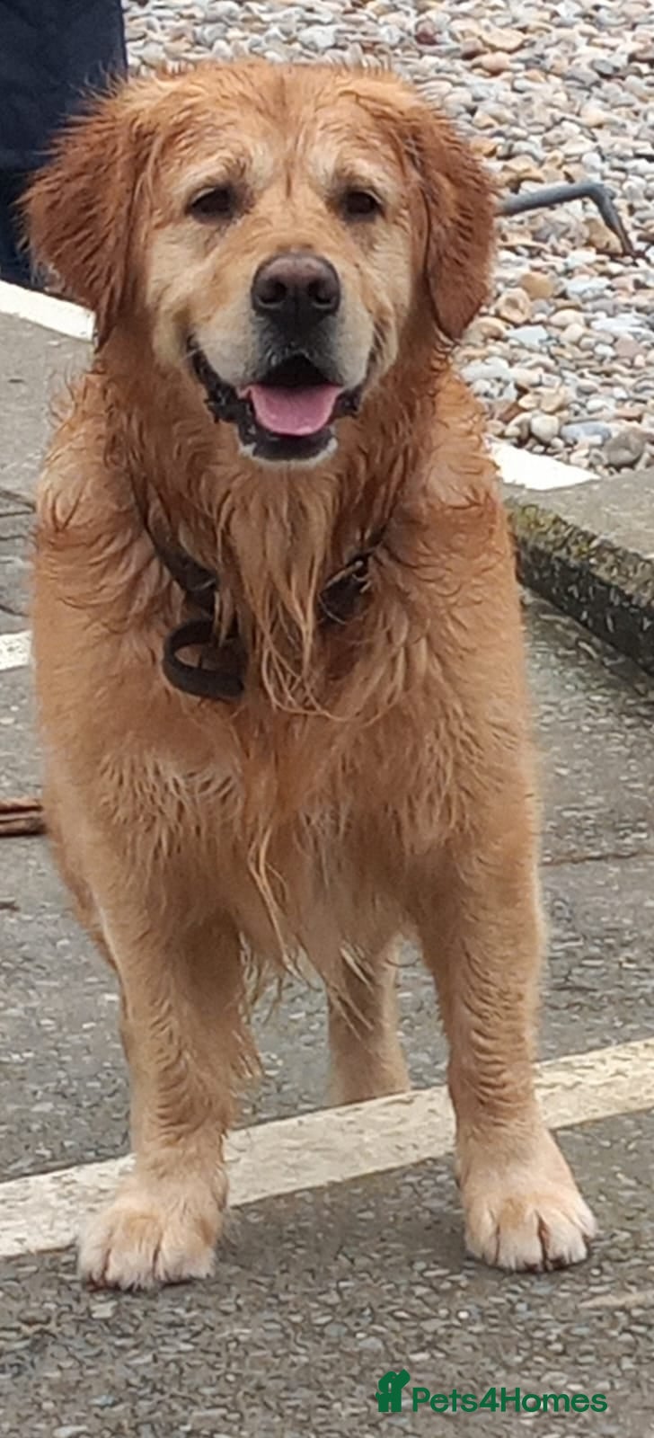 Golden Retriever dogs Sam. Available for Stud in Swansea - Advert 3
