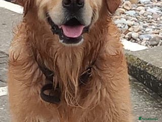 Golden Retriever dogs Sam. Available for Stud in Swansea - Advert 4