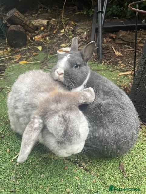 French Lop rabbits Much loved rabbits Benjamin and Lily  - Advert 4