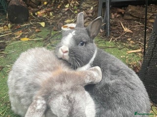 French Lop rabbits Much loved rabbits Benjamin and Lily - Advert 4