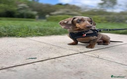 Miniature Dachshund dogs for sale: Dapple Miniature Dachshund 4years - Image 3