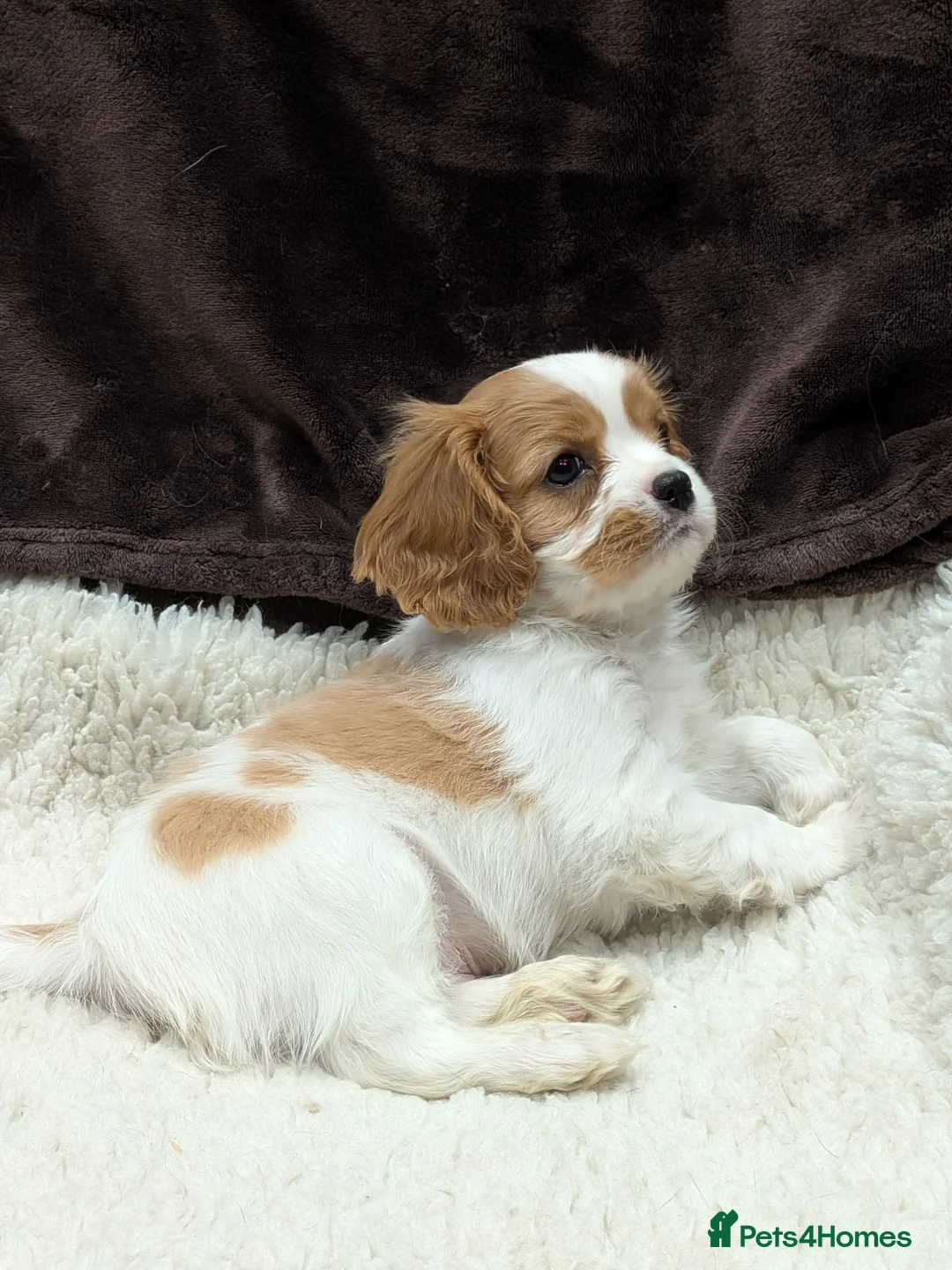Cavalier King Charles Spaniel dogs for sale: STUNNING K.C. REG , SHOW QUALITY  - Advert 6