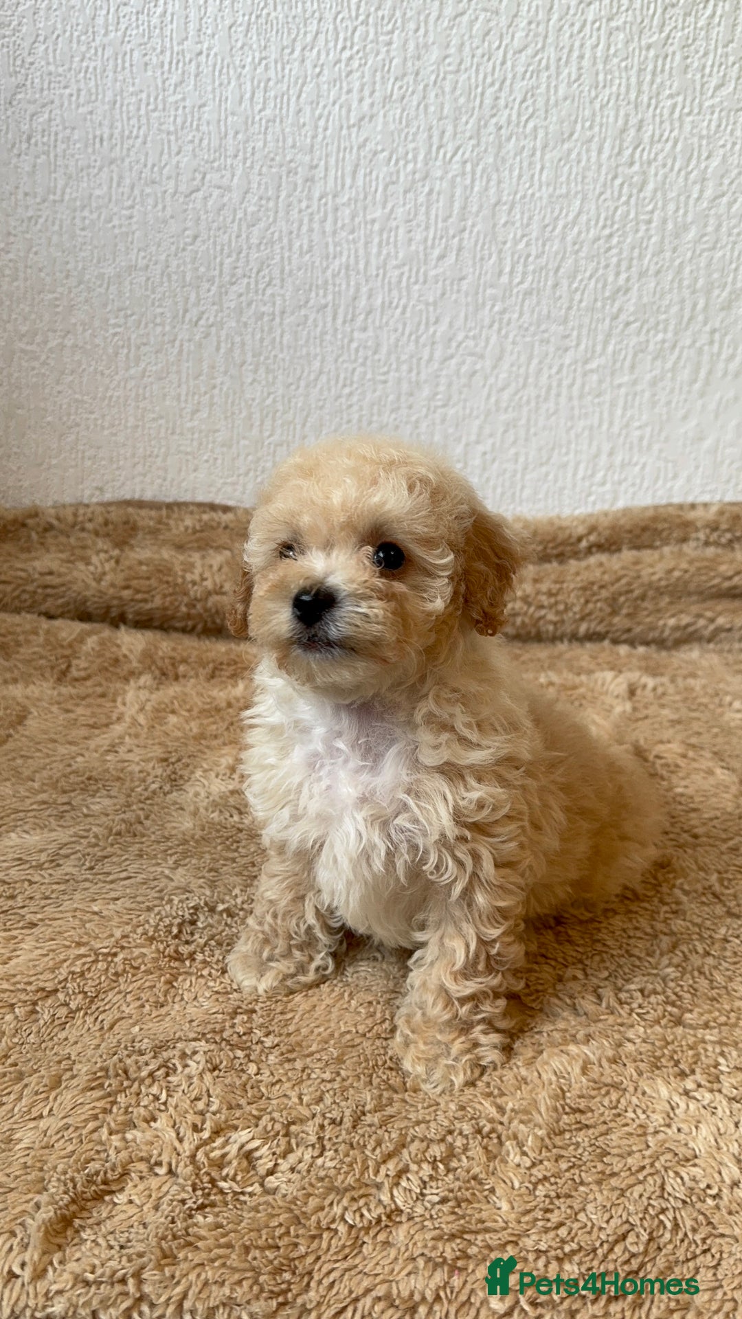 Poochon dogs for sale: Mini poochon  - Image 4