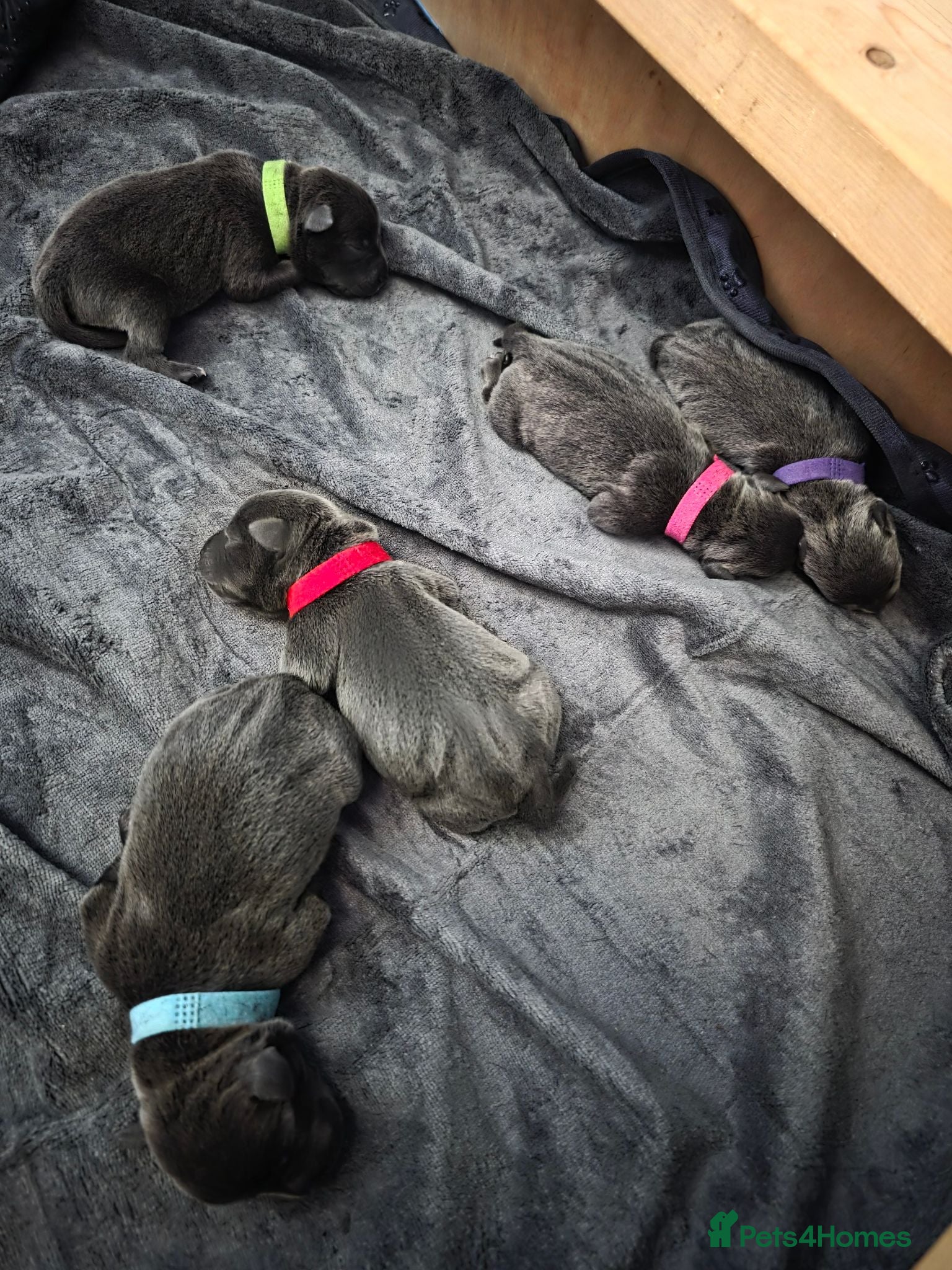 Staffordshire Bull Terrier dogs 5 stunning blue kc staffys  - Advert 17