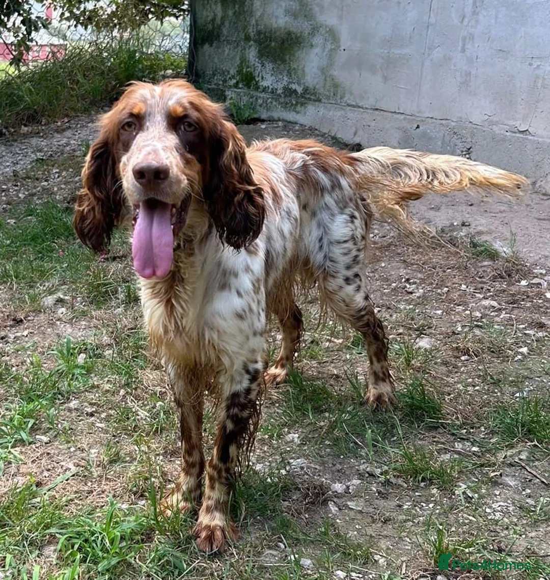 English Setter dogs for adoption: Drago in Bacup - Advert 6