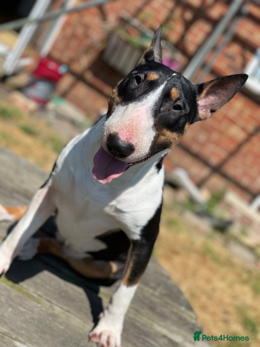 Bull Terrier dogs for sale: Playful bully’s  - Image 11