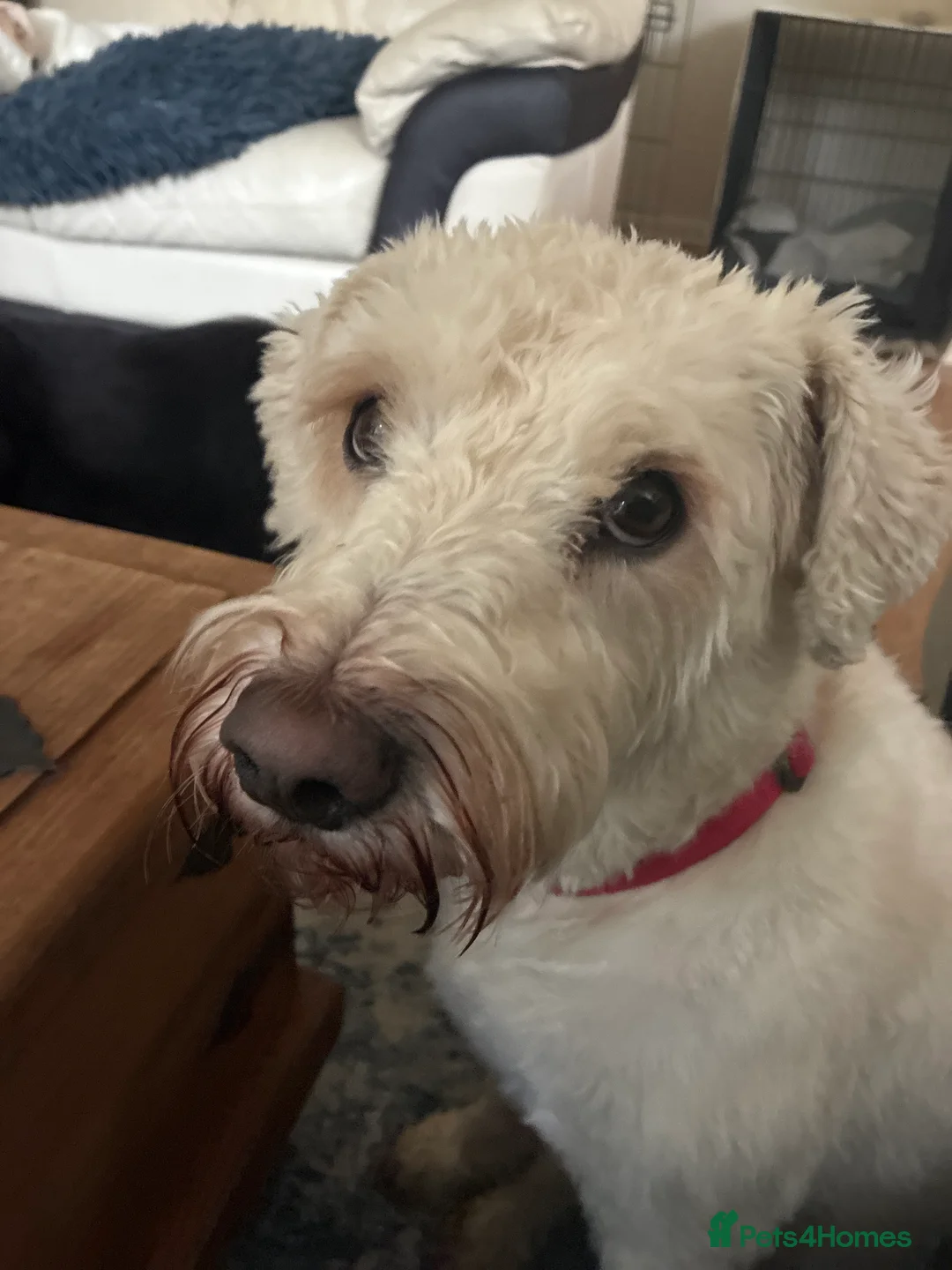 Mixed Breed dogs for sale: Lovely Lottie - Advert 2