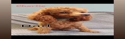 Cockapoo dogs for sale: Extensively health tested F1b cockapoos - Advert 21