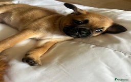 Mixed Breed dogs for sale: Pug Puppy  - Image 3