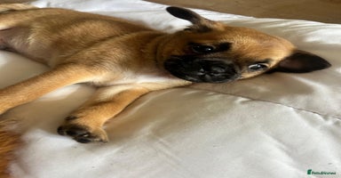 Mixed Breed dogs - Advert 4