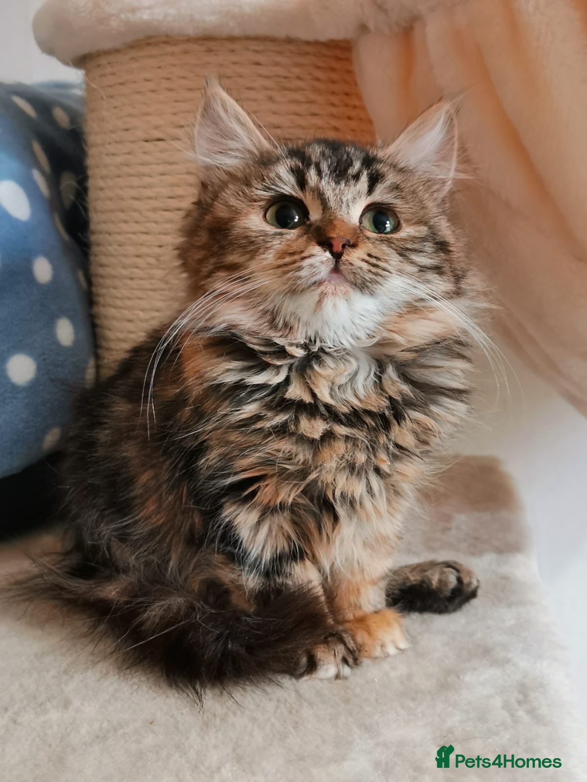 Mixed Breed cats Maine Coon Kittens - Advert 1