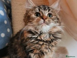 Mixed Breed cats Maine Coon Kittens - Advert 1