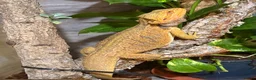 Bearded Dragon reptiles for sale: Bearded dragon male - Advert 3