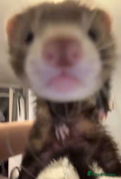 Ferret rodents 2 micro kits  - Advert 1
