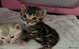 Bengal cats for sale: Beautiful pedigree bengal kittens  - Image 1