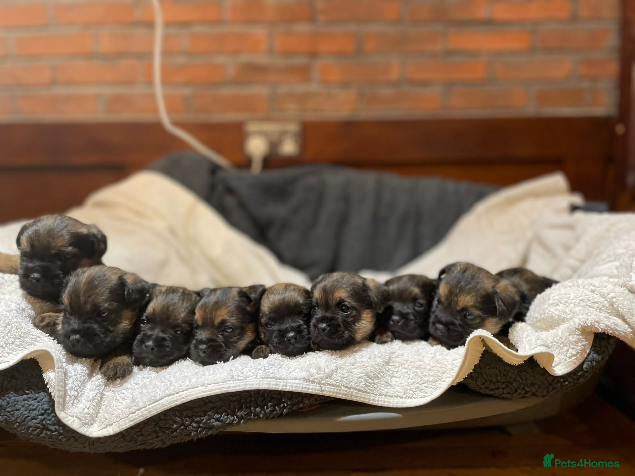 Border Terrier dogs BORDER TERRIERS PUPPIES - Advert 2
