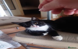 Mixed Breed cats for sale: Sweety girl  - Image 1