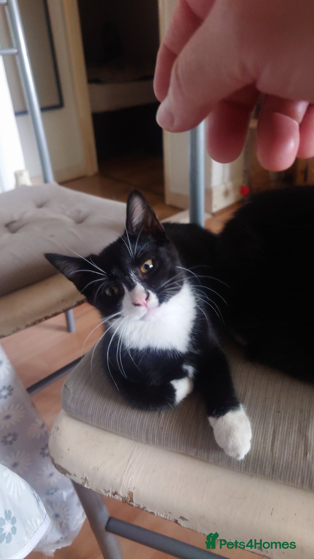 Mixed Breed cats for sale: Sweety girl  - Image 1