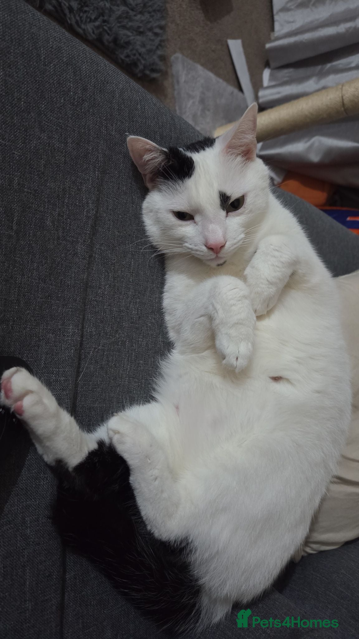 Mixed Breed cats 3 year old male cat - Advert 8