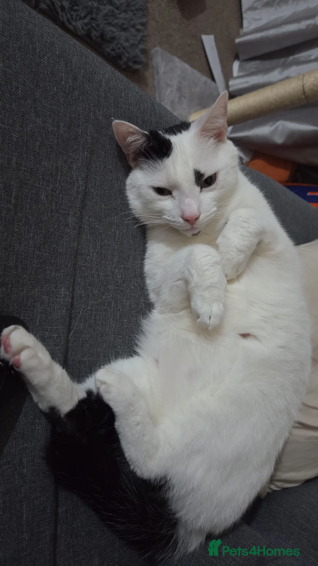 Mixed Breed cats for sale: 3 year old male cat in Elland - Advert 1