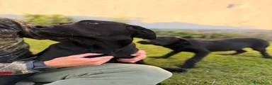 Labrador Retriever 1