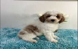 Goldendoodle dogs for sale: Beautiful GoldenDoodle Puppies Ready This Weekend! - Image 13