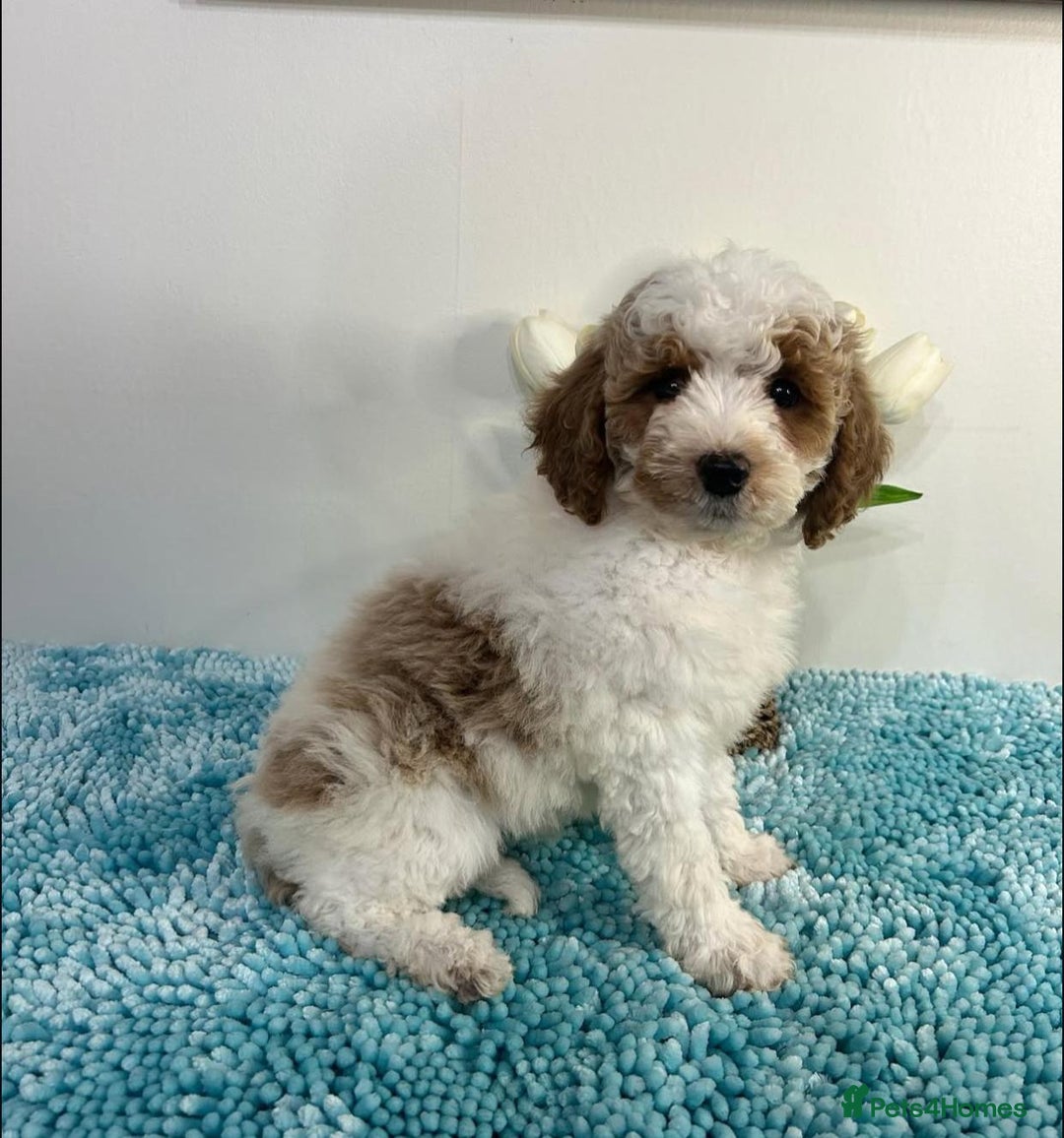 Goldendoodle dogs for sale: Beautiful GoldenDoodle Puppies Ready This Weekend! - Image 13