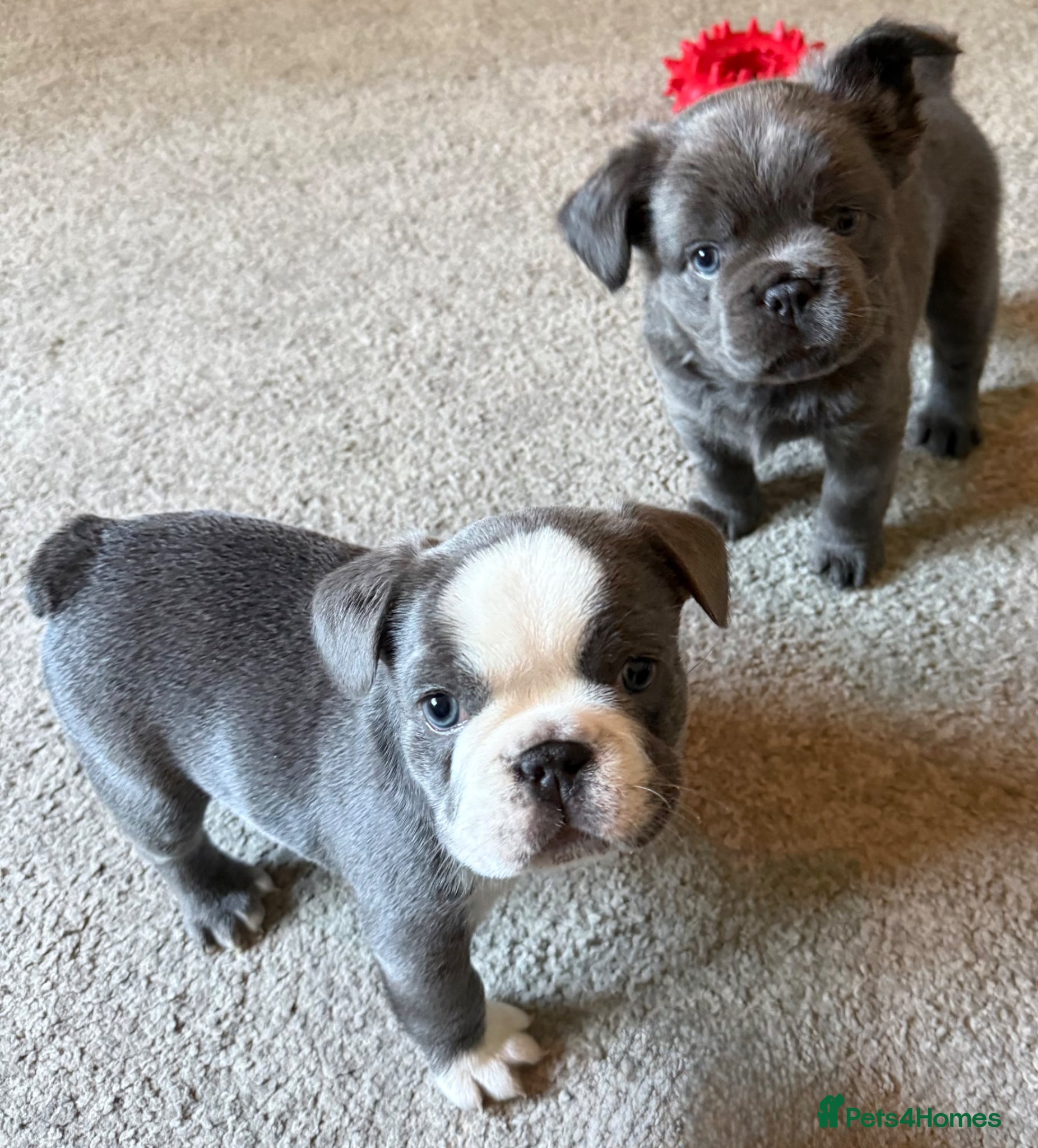 French Bulldog dogs Beautiful French Bulldog puppies fluffy type - Advert 1