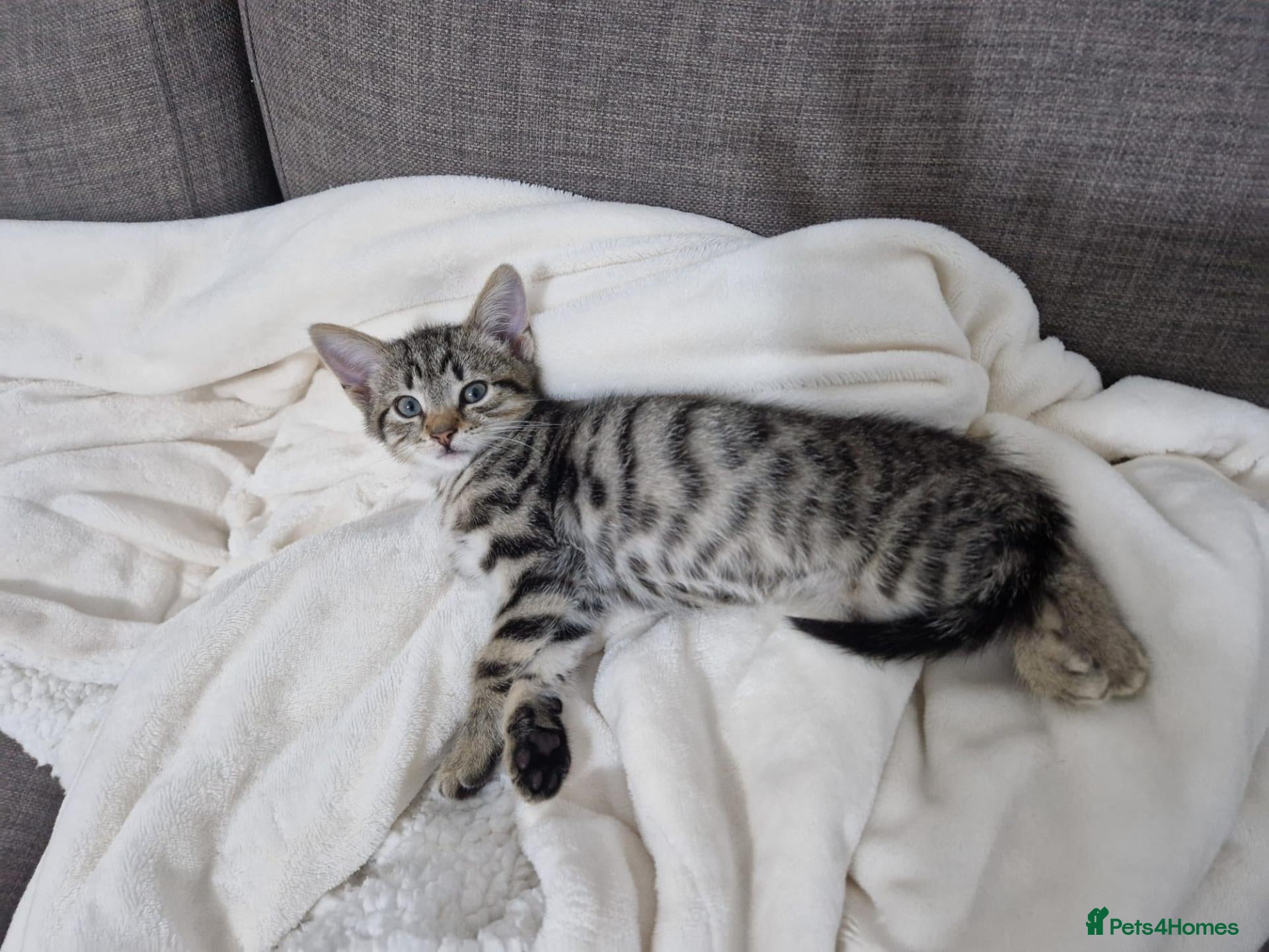Domestic Shorthair cats Lovely, Friendly and Intelligent Cat for Sale - Advert 16