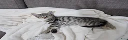 Domestic Shorthair cats for sale: Lovely, Friendly and Intelligent Cat for Sale in Paignton - Advert 1