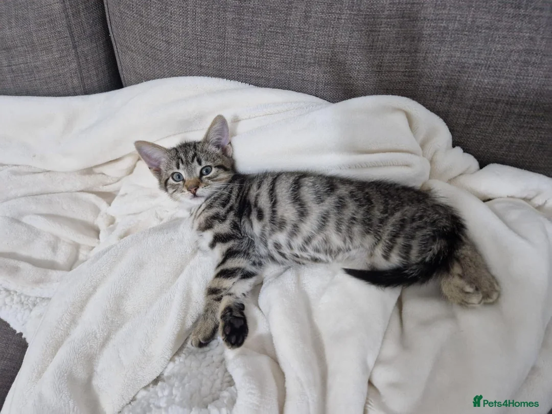 Domestic Shorthair cats for sale: Lovely, Friendly and Intelligent Cat for Sale in Paignton - Advert 1