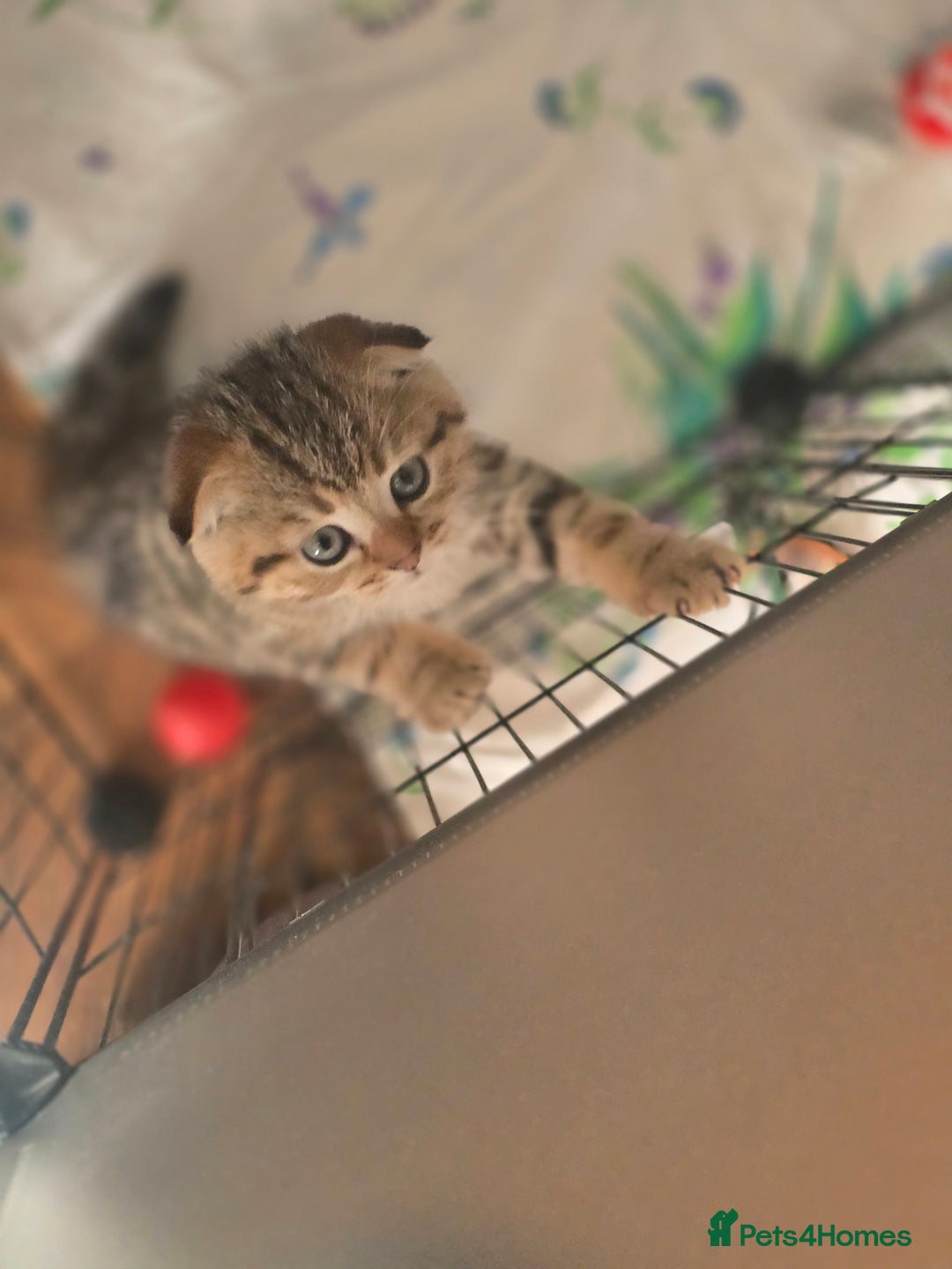 Scottish Fold cats for sale: 🤩💖LAST BOY kittens with rare colouring🥰 - Advert 1
