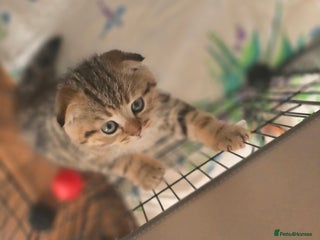 Scottish Fold cats 🤩💖LAST BOY kittens with rare colouring🥰 - Advert 1